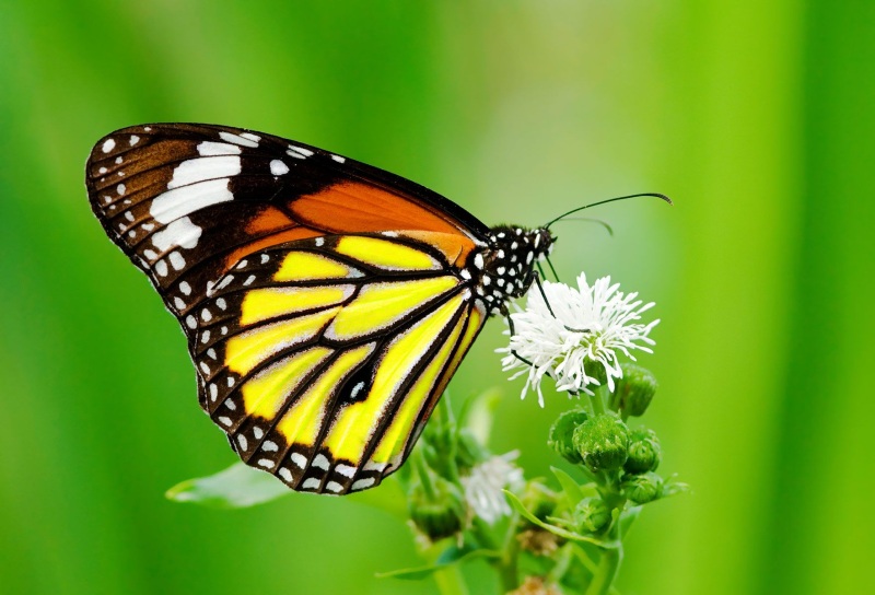 nature-16